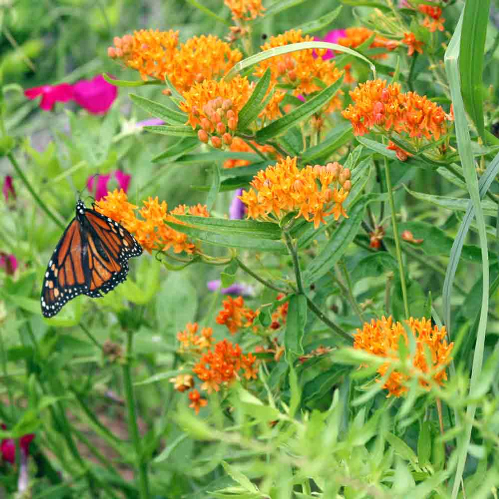 Butterfly Milkweed Seeds Terroir Seeds
