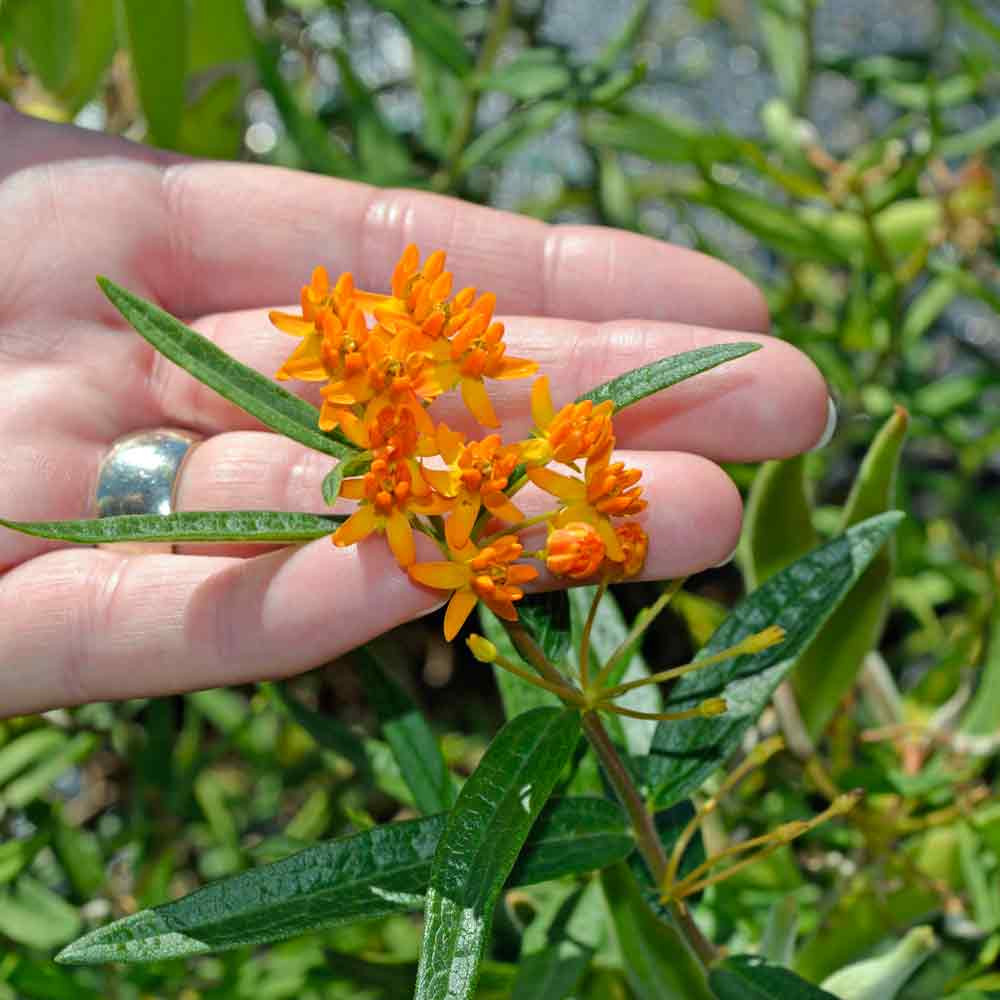 Butterfly Milkweed Seeds Terroir Seeds