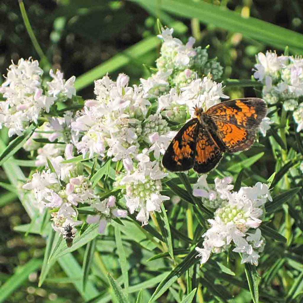 pycnanthemum virginianum pycnanthemum virginianum