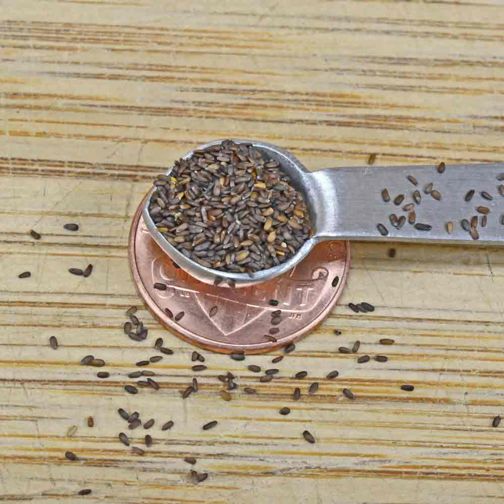 Virginia Mountain Mint Seeds Terroir Seeds