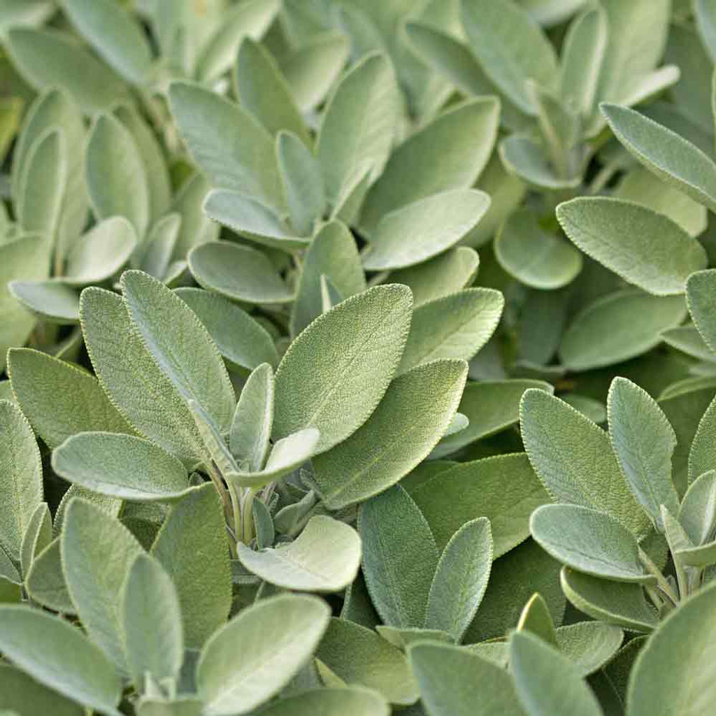 Common/Culinary/Garden Sage Seeds Terroir Seeds