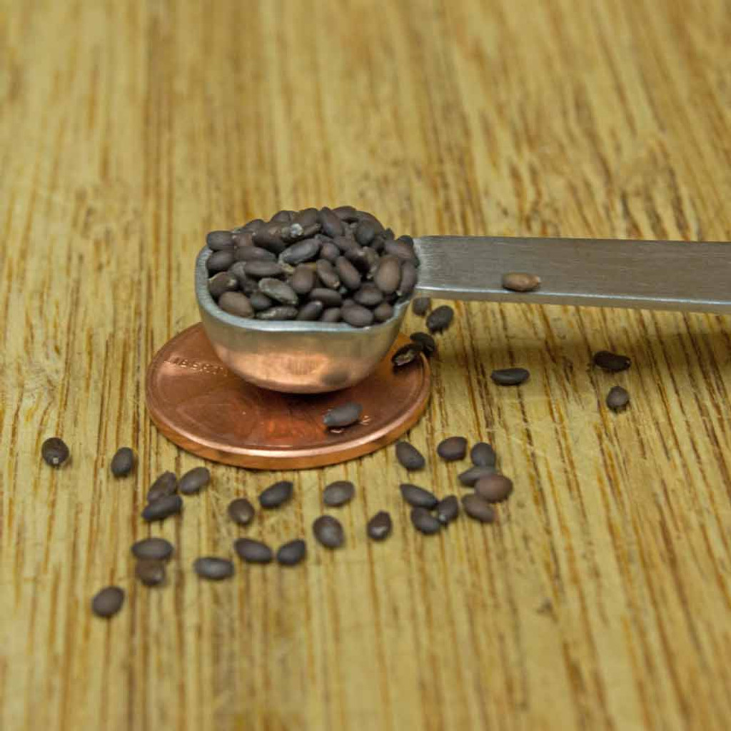 Clary Sage Seeds Terroir Seeds