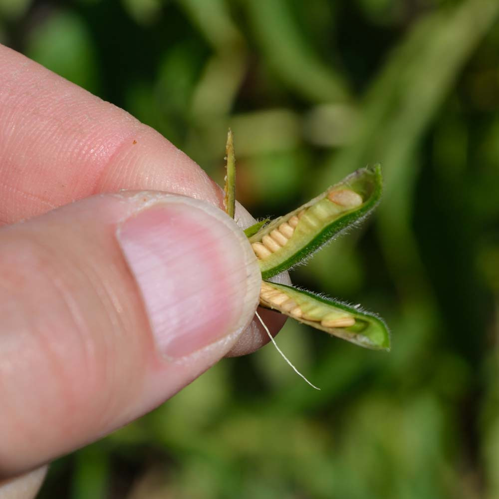 Brown Seed Sesame Seeds Terroir Seeds