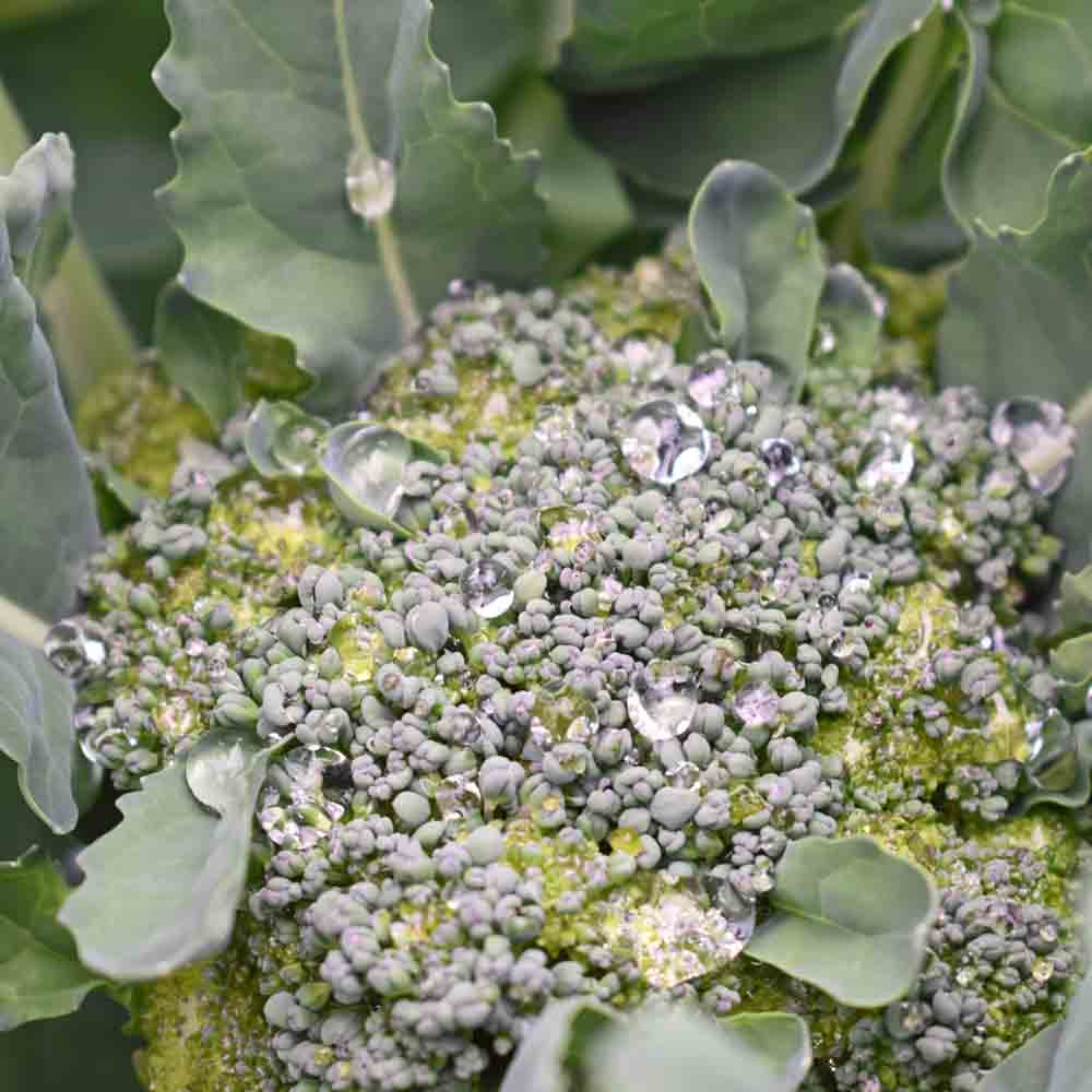 Green Sprouting Calabrese Broccoli Seeds Terroir Seeds