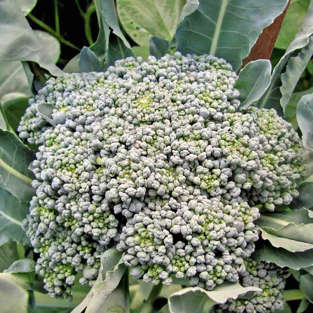 Green Sprouting Calabrese Broccoli Seeds Terroir Seeds