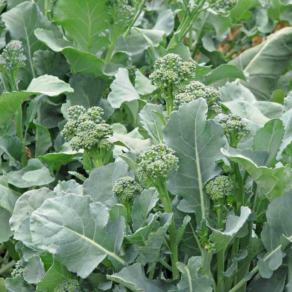 Raab/ Rapini Broccoli Seeds Terroir Seeds