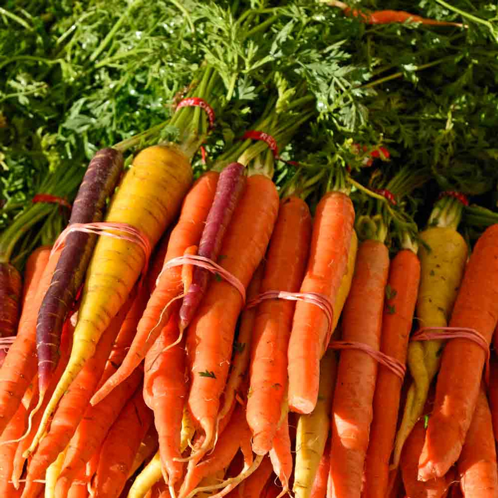 Kaleidoscope Baby Carrot Mix Seeds Terroir Seeds