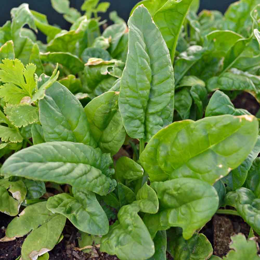 Bloomsdale Spinach Seeds Terroir Seeds