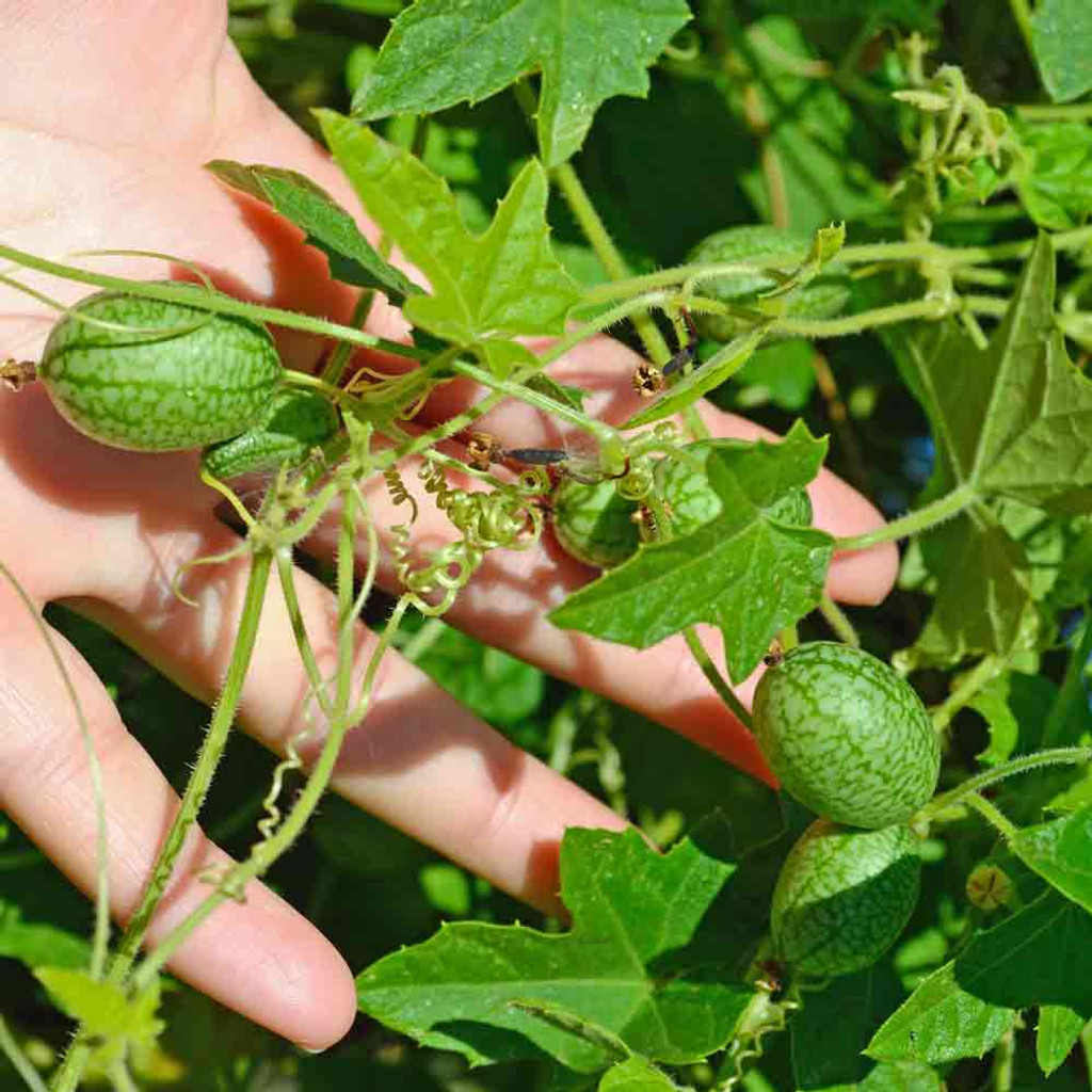 Cucamelon/Mouse Melon Seeds | Terroir Seeds