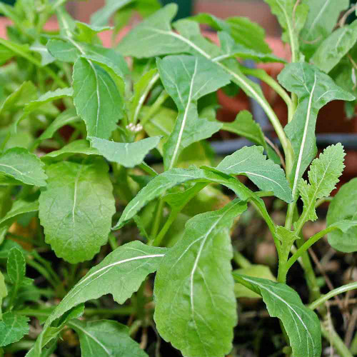 Wasabi Arugula - (Eruca sativa) Wasabi Arugula - (Eruca sativa)