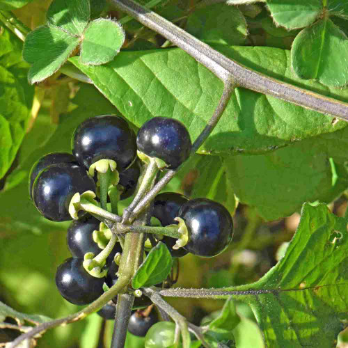 Garden Huckleberry - (Solanum melanocerasum) Garden Huckleberry - (Solanum melanocerasum)