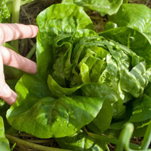 Little Gem Lettuce Little Gem Lettuce