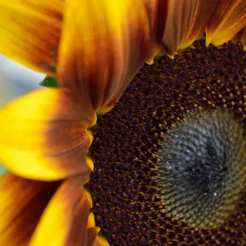Van Gogh Sunflower Mix - (Helianthus annuus) Van Gogh Sunflower Mix - (Helianthus annuus)