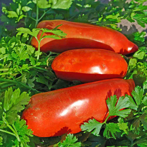 San Marzano Redorta Tomato Seeds -(Lycopersicon lycopersicum) San Marzano Redorta Tomato Seeds -(Lycopersicon lycopersicum)
