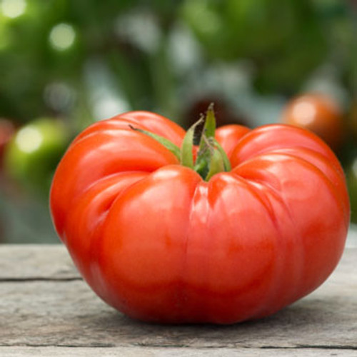 Cuostralee Tomato - (Lycopersicon lycopersicum) Cuostralee Tomato - (Lycopersicon lycopersicum)