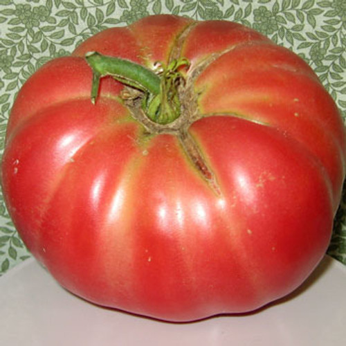 Dutchman Tomato - (Lycopersicon lycopersicum) Dutchman Tomato - (Lycopersicon lycopersicum)