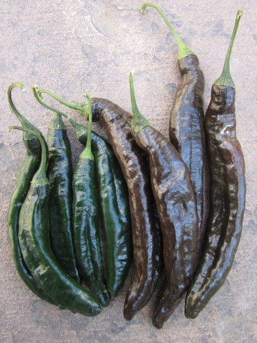 Pasilla Bajio/ Chile Negro/ Chilaca Pepper - (Capsicum annuum) Pasilla Bajio/ Chile Negro/ Chilaca Pepper - (Capsicum annuum)