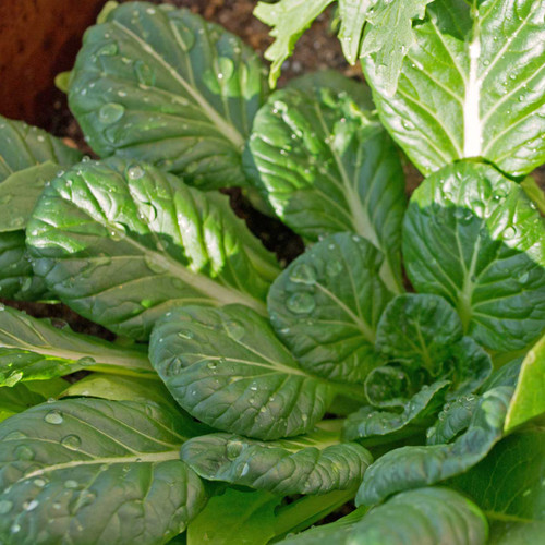Cool Season Greens Collection - Tatsoi Mustard Cool Season Greens Collection - Tatsoi Mustard