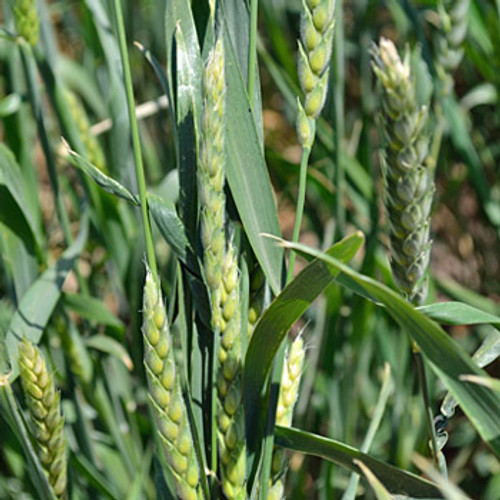 Ultimate Grain Collection Ultimate Grain Collection