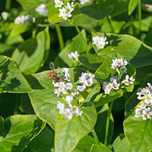 Garden Cover Up Mix (Cover Crop) Garden Cover Up Mix (Cover Crop)
