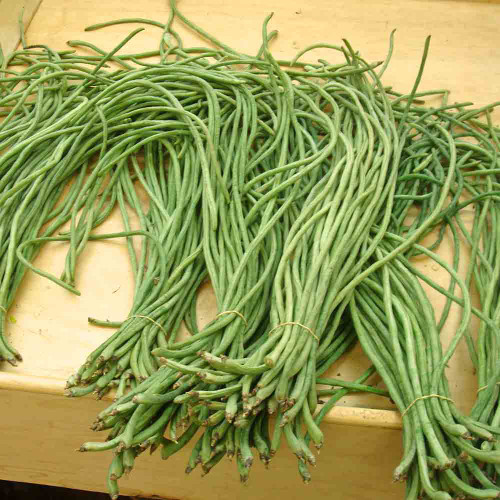 Asparagus Green Podded Bean Seeds Terroir Seeds