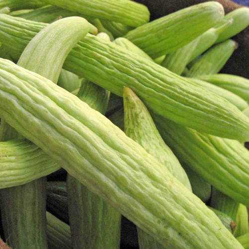 Armenian Pale Green Cucumber Seeds Terroir Seeds
