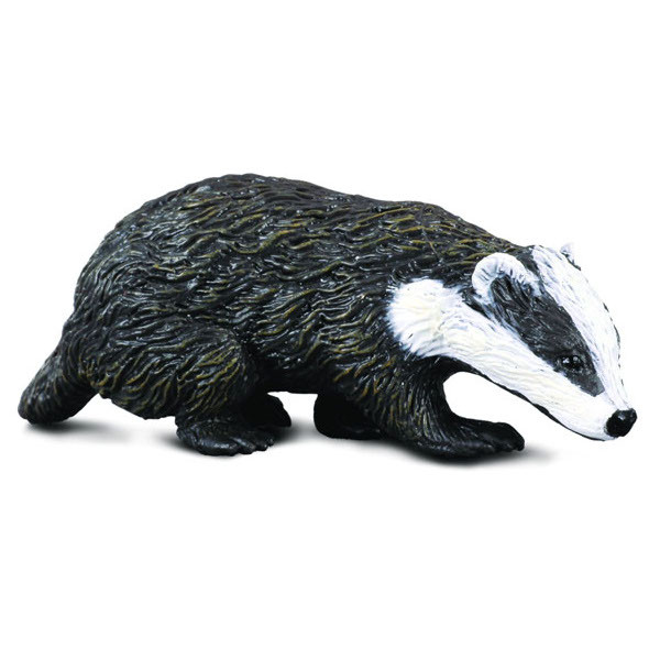 eurasian badger collecta