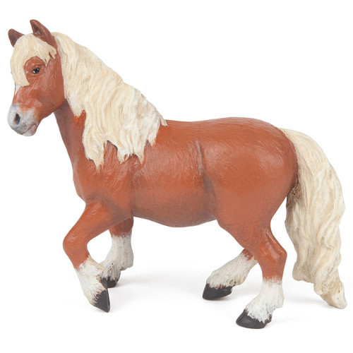 Shetland Pony Papo