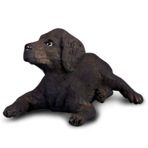 Black Labrador Retriever Puppy