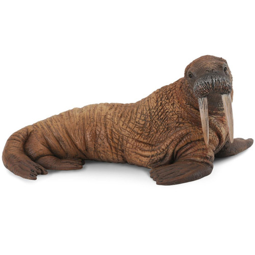Walrus CollectA