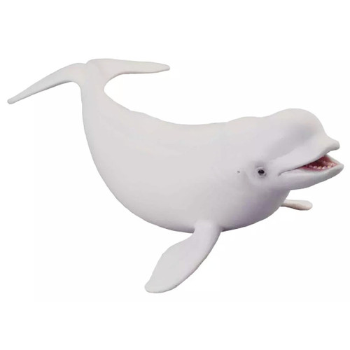 Beluga Whale