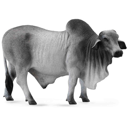Brahman Bull