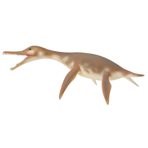 Dolichorhynchops CollectA