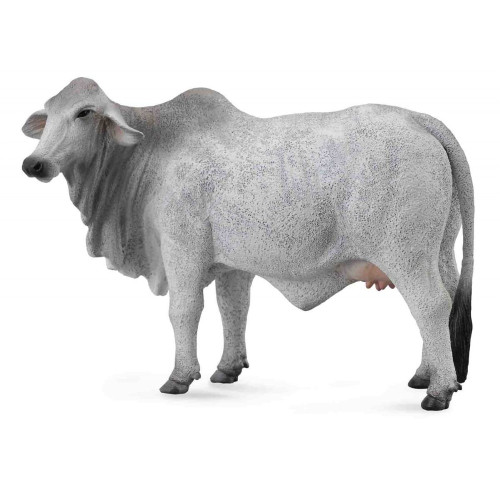 Brahman Cow