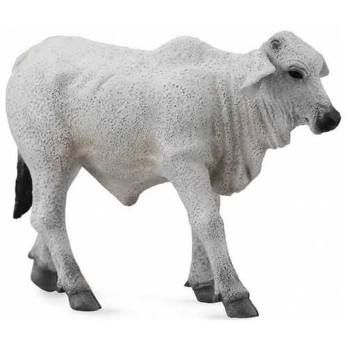 Brahman Calf