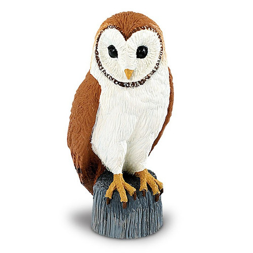 Barn Owl