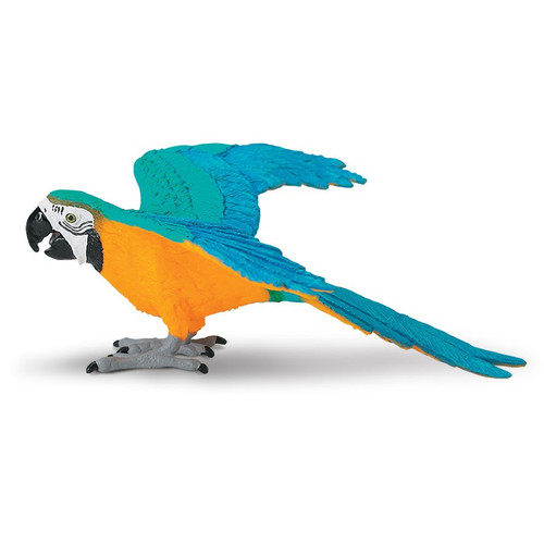 Blue and Gold Macaw Safari