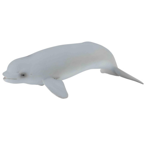 Beluga Whale Calf