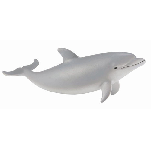 Bottlenose Dolphin Calf