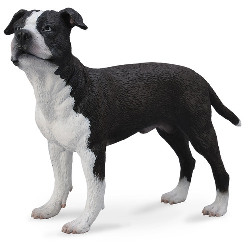 American Staffordshire Terrier