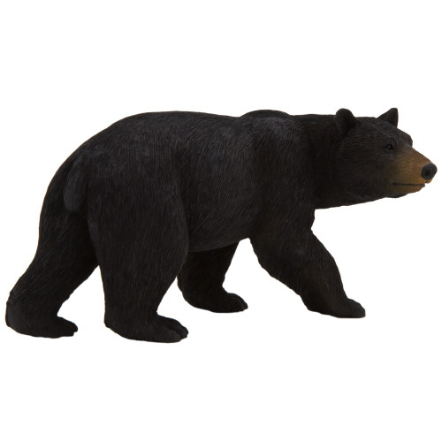 American Black Bear