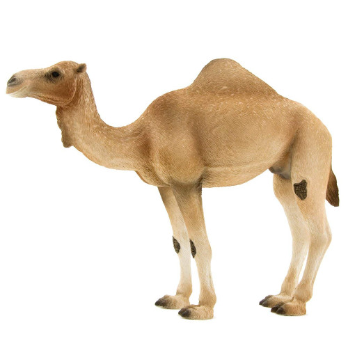 Camel Mojo