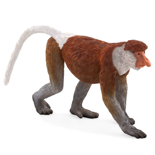Proboscis Monkey