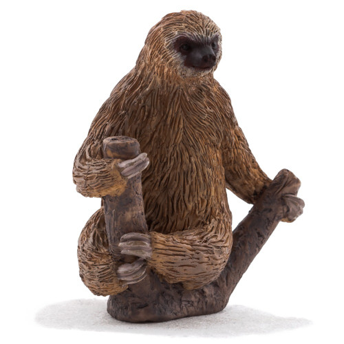Two Toed Sloth