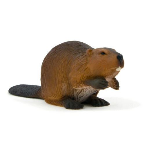 Beaver Mojo