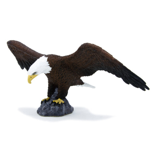 American Bald Eagle