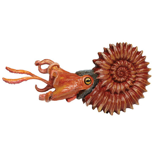 Ammonite