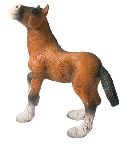 Shire Horse Foal
