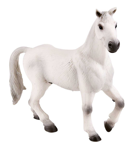 Oldenburg Gelding