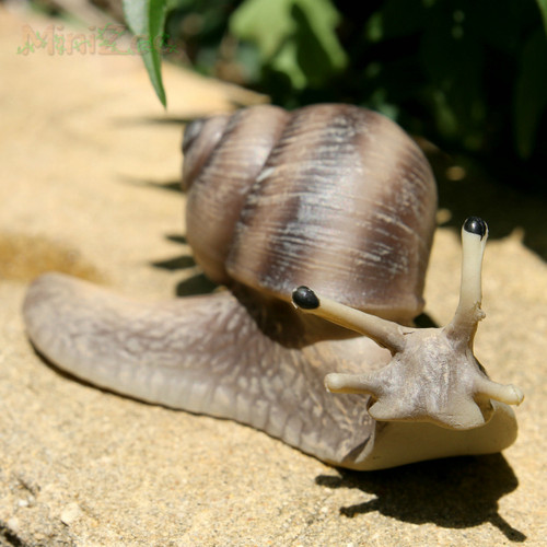 Vineyard Snail